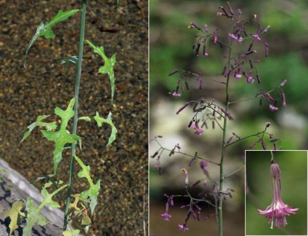 ムラサキニガナ