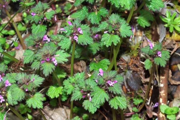 モミジバヒメオドリコソウ