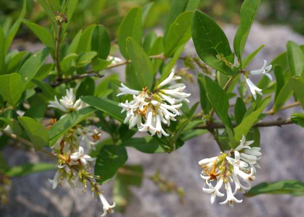 サイゴクイボタ