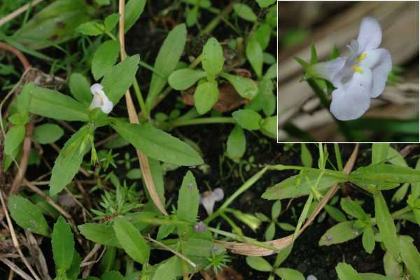 スズメノトウガラシ