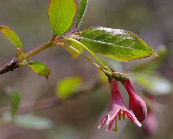 ヤマウグイスカグラ