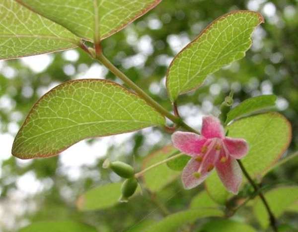 ウグイスカグラ