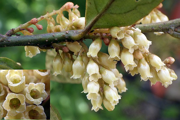 イズセンリョウ