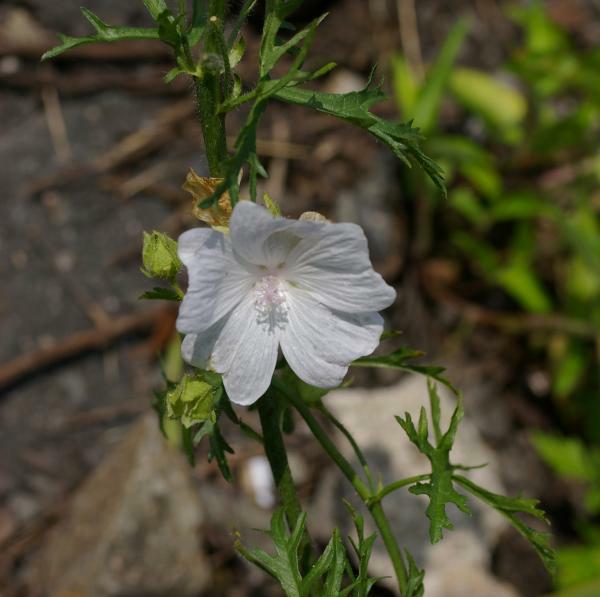 ジャコウアオイ