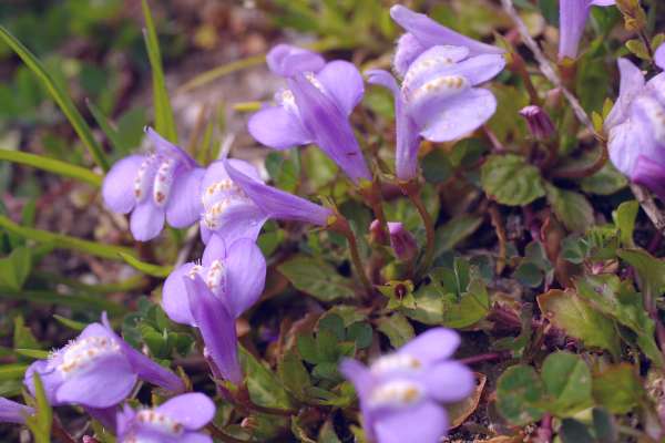 ムラサキサギゴケ