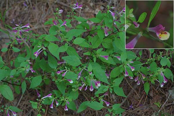 ミヤジマママコナ