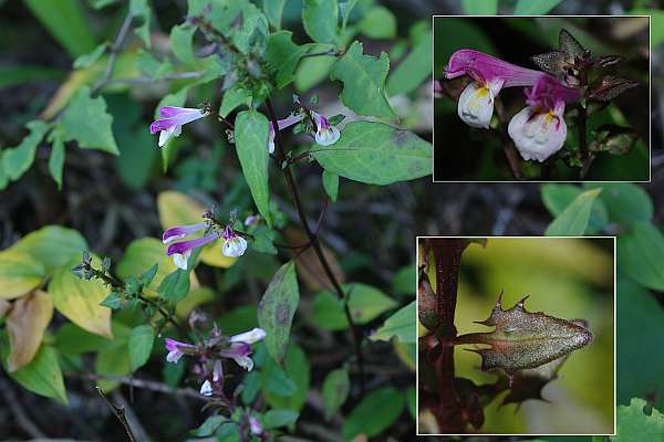 シコクママコナ