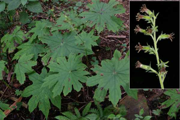 オオモミジガサ