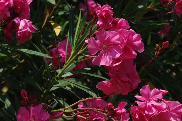 キョウチクトウ