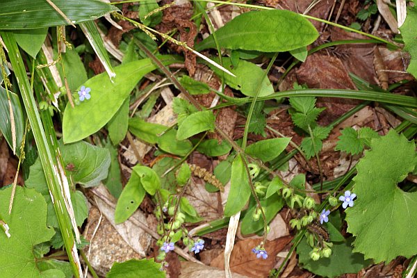 アキノハイルリソウ