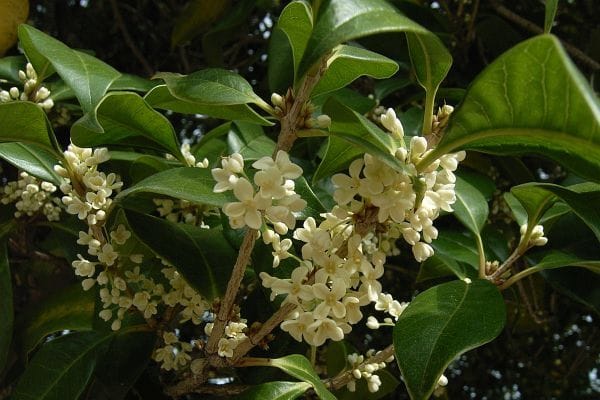 ウスギモクセイ