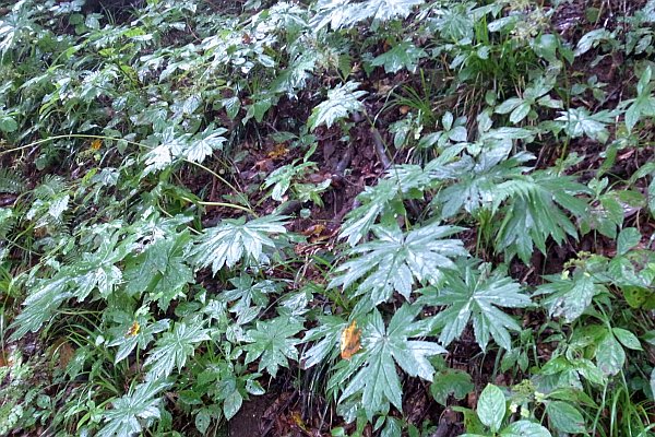 ニシノヤマタイミンガサ