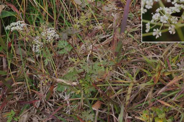 カワラボウフウ