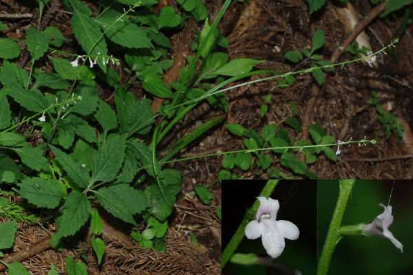 ナガバハエドクソウ