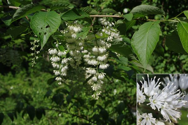 オオバアサガラ