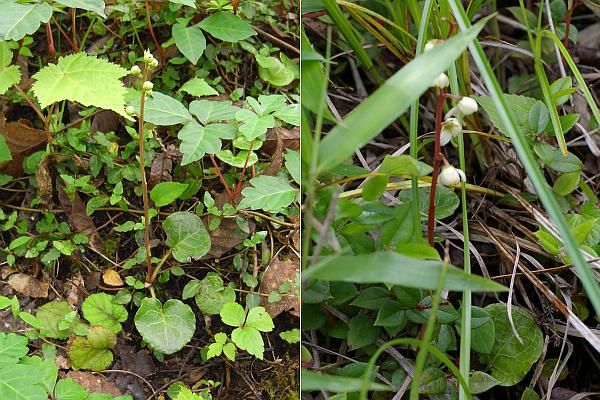 マルバノイチヤクソウ