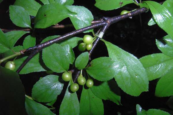 コバノクロウメモドキ