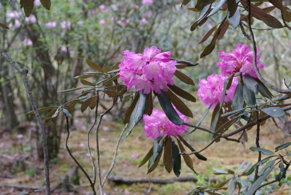ホンシャクナゲ