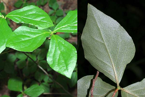 ダイセンミツバツツジの葉