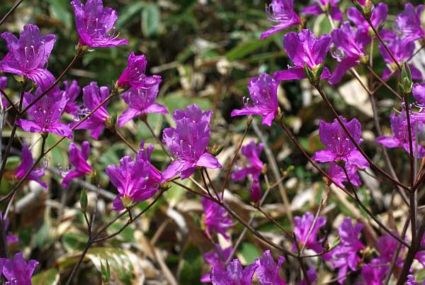 コバノミツバツツジ