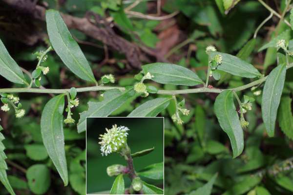 シュウブンソウ