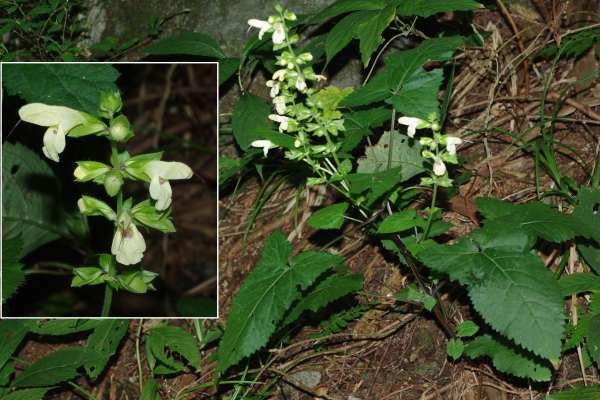 キバナアキギリ