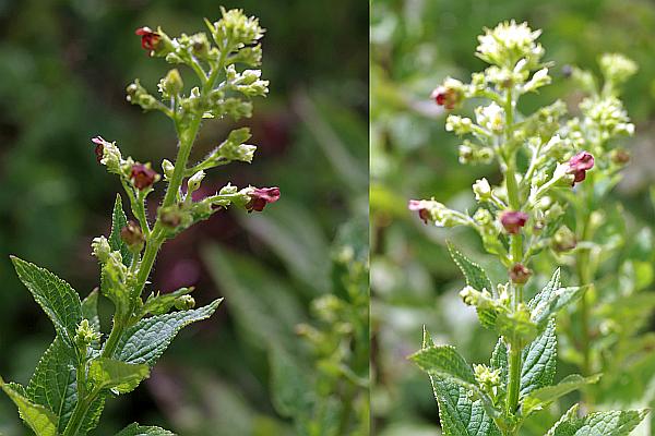 オオヒナノウスツボ