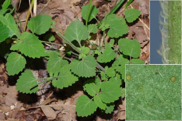 ハナタツナミソウ