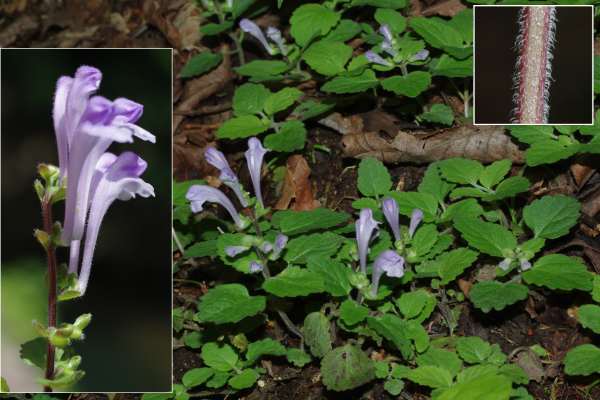 デワノタツナミ