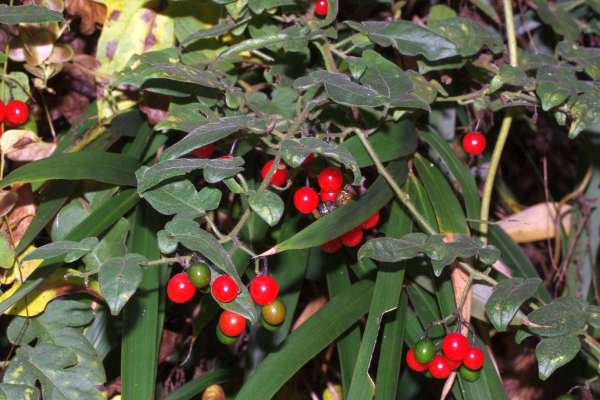 ヒヨドリジョウゴ