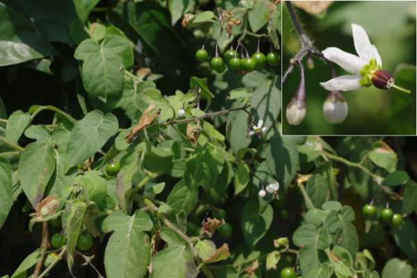 ヒヨドリジョウゴ