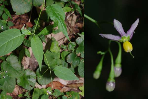 マルバノホロシ