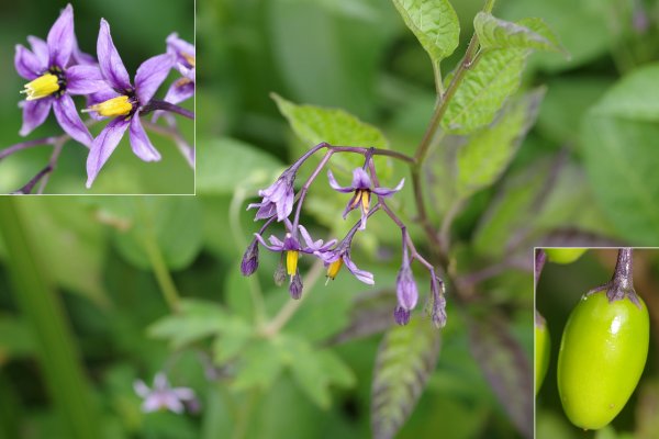 オオマルバノホロシ