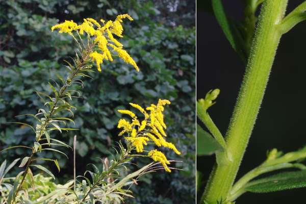 セイタカアワダチソウ