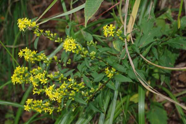 アキノキリンソウ