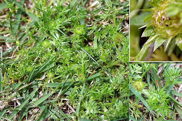 メリケントキンソウ