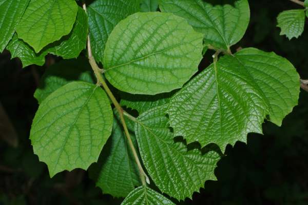 コハクウンボク