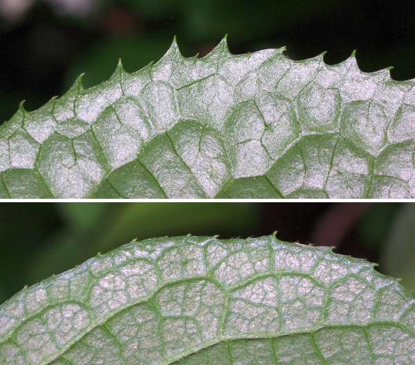 サワフタギの葉縁