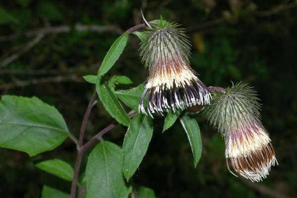キクバヤマボクチ