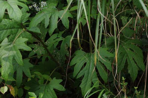 キクバヤマボクチ