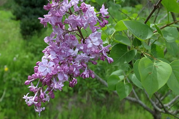 ムラサキハシドイ