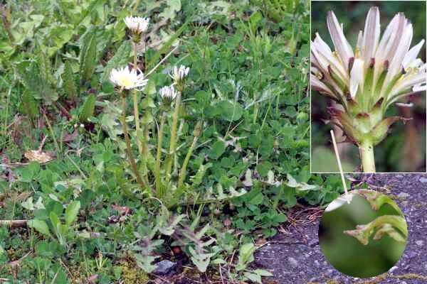 シロバナタンポポ