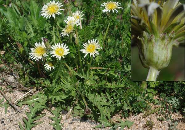 キビシロタンポポ