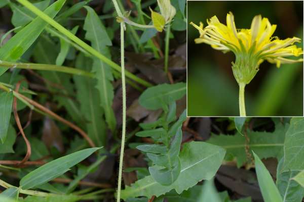 カンサイタンポポ