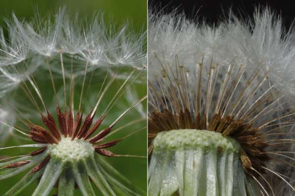 アカミタンポポ