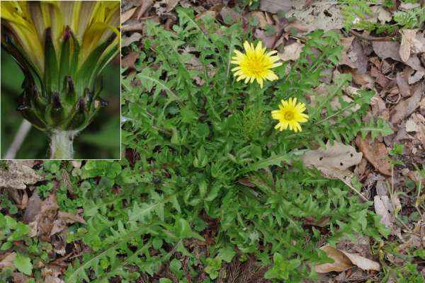 クシバタンポポ