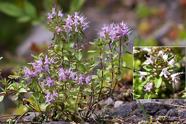 イブキジャコウソウ