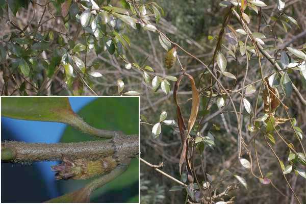 ケテイカカズラ