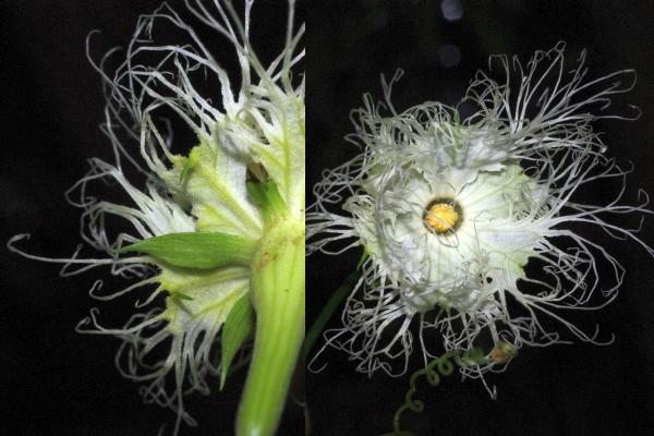 キカラスウリ花