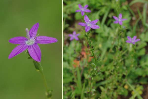 ヒナキキョウソウ
